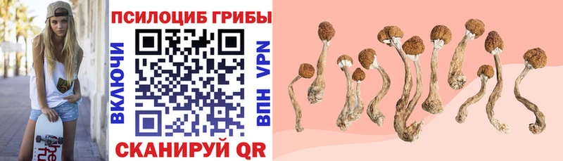 Купить закладки Приморско-Ахтарск Псилоцибиновые грибы GOLDEN TEACHER